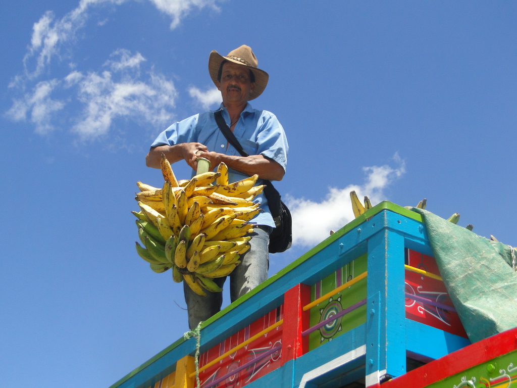 Plátanos traídos de Guadalupe.