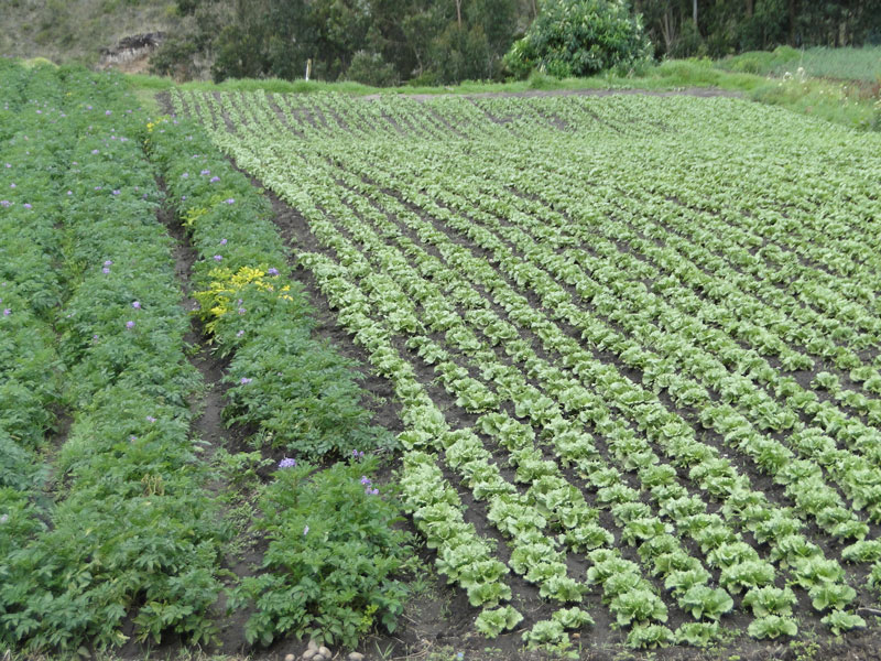 Cultivo de hortalizas. 